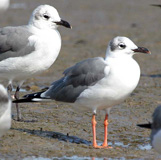 Padre Island Beach birds